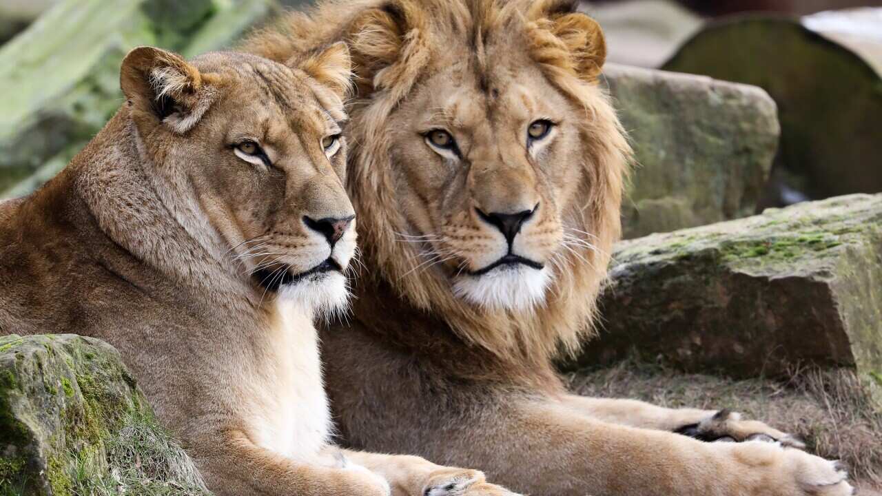 雪梨泰朗加動物園內的四隻獅子今早逃脫。