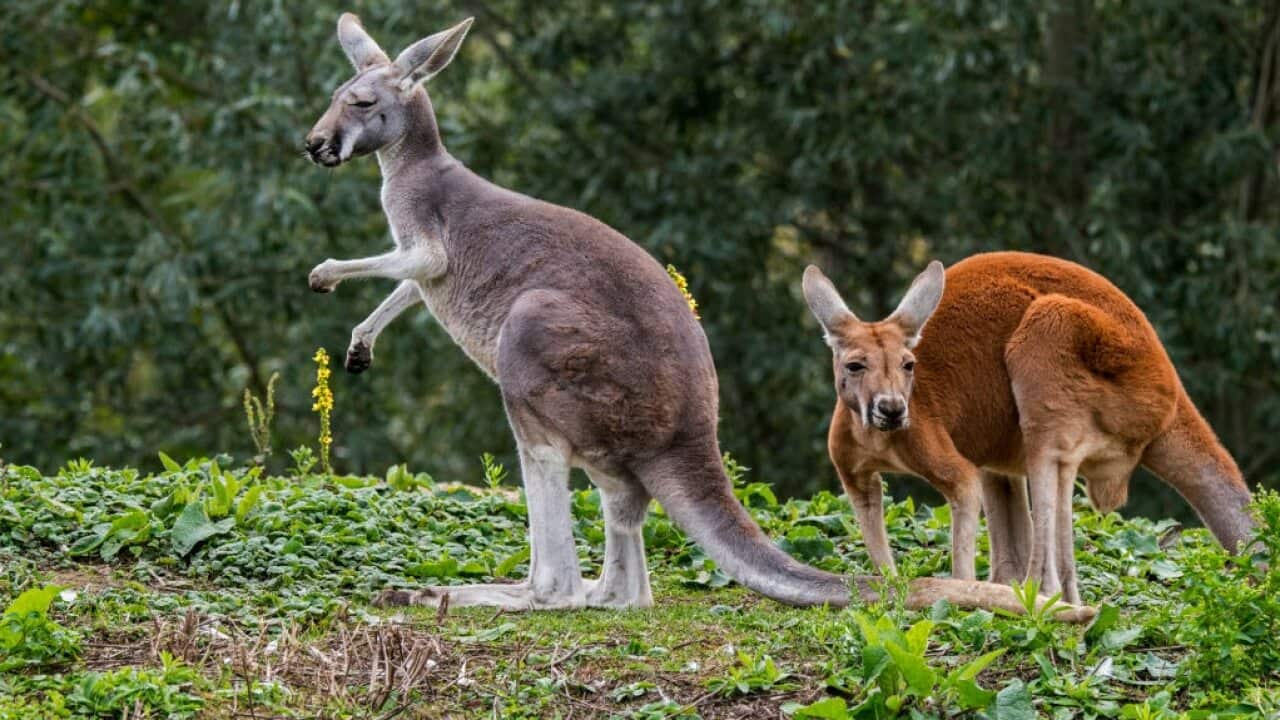 Red kangaroos male and female.