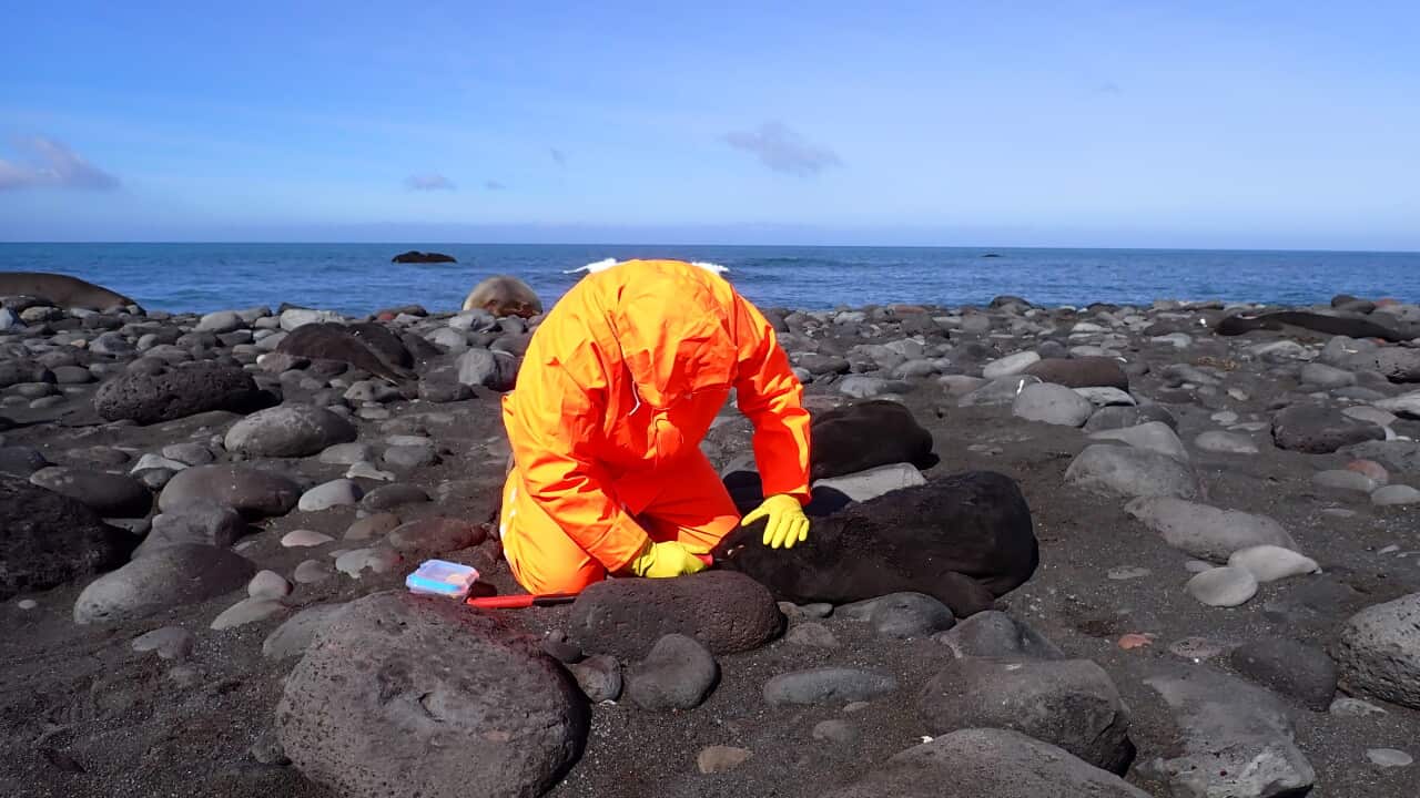 An individual wearing a full-body bright orange hazmat suit and yellow gloves kneels on a black sand and volcanic rock beach, tending to a dark-furred seal pup. Beside them on a rock sits a small, clear plastic container with a blue lid and a red tool. The background features a calm blue ocean under a clear blue sky.