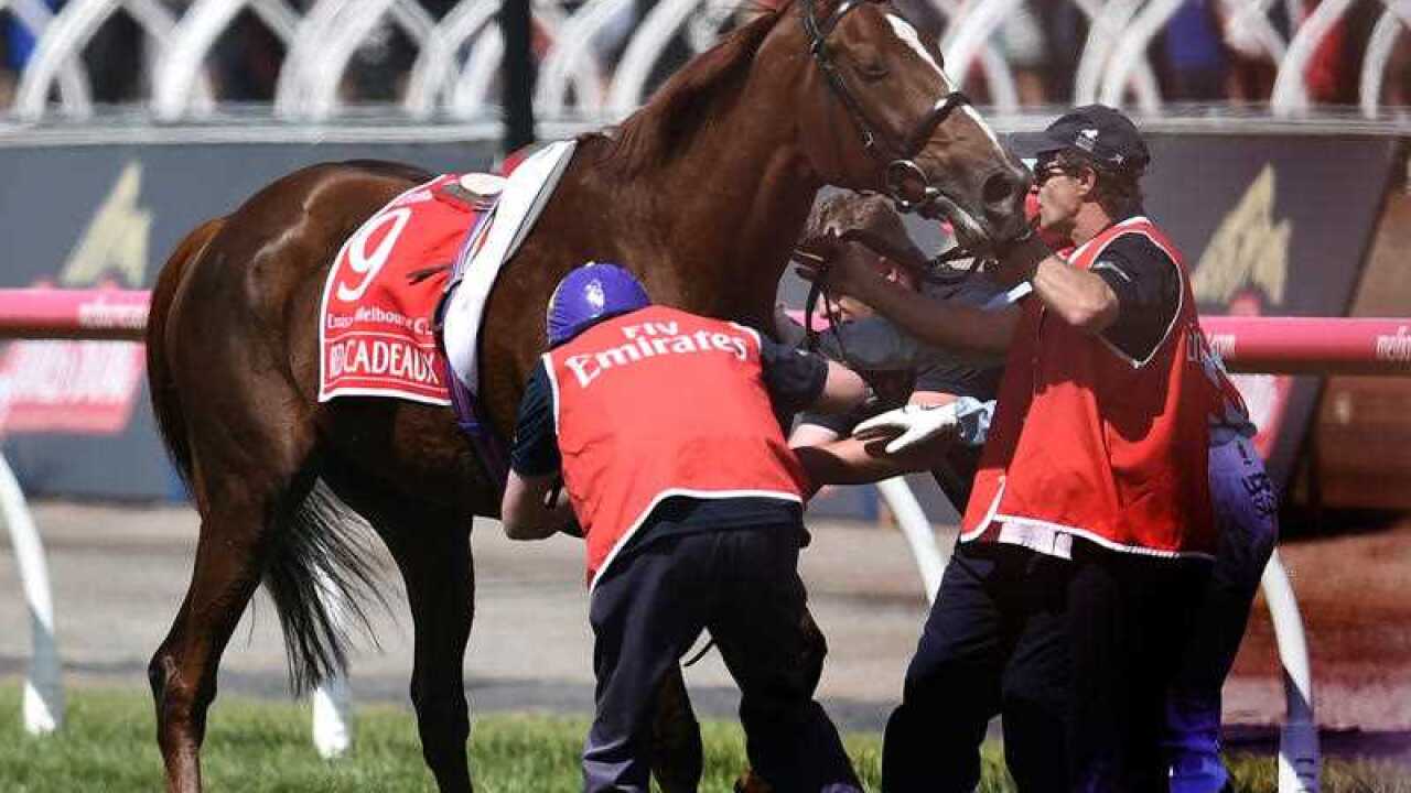 Red Cadeaux stands on the home straight injured after pulling up Melbourne Cup.