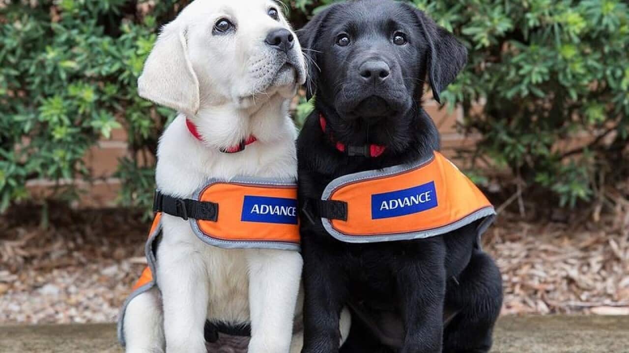 Labrador guide dog puppies