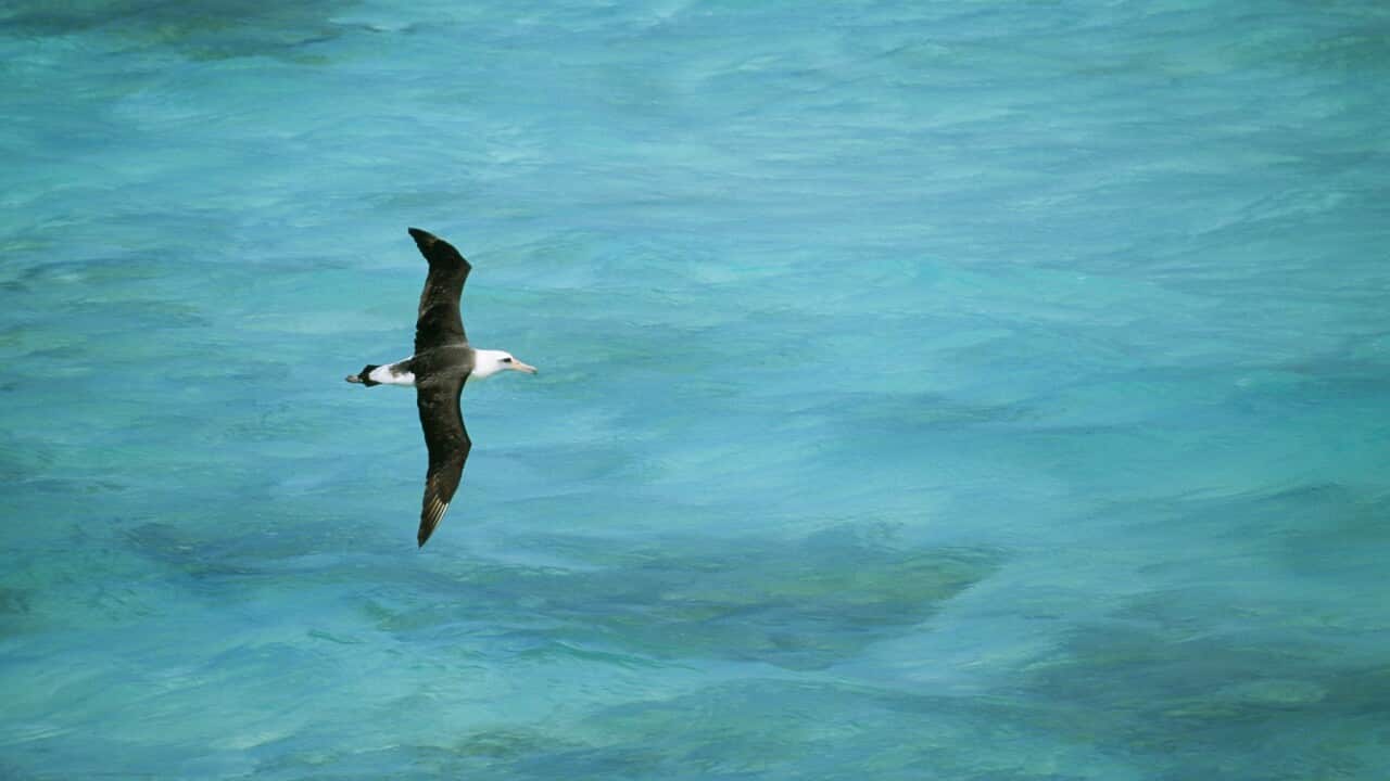 Laysan ALBATROSS - Turkuaz Deniz üzerinde alçaktan uçan kuş