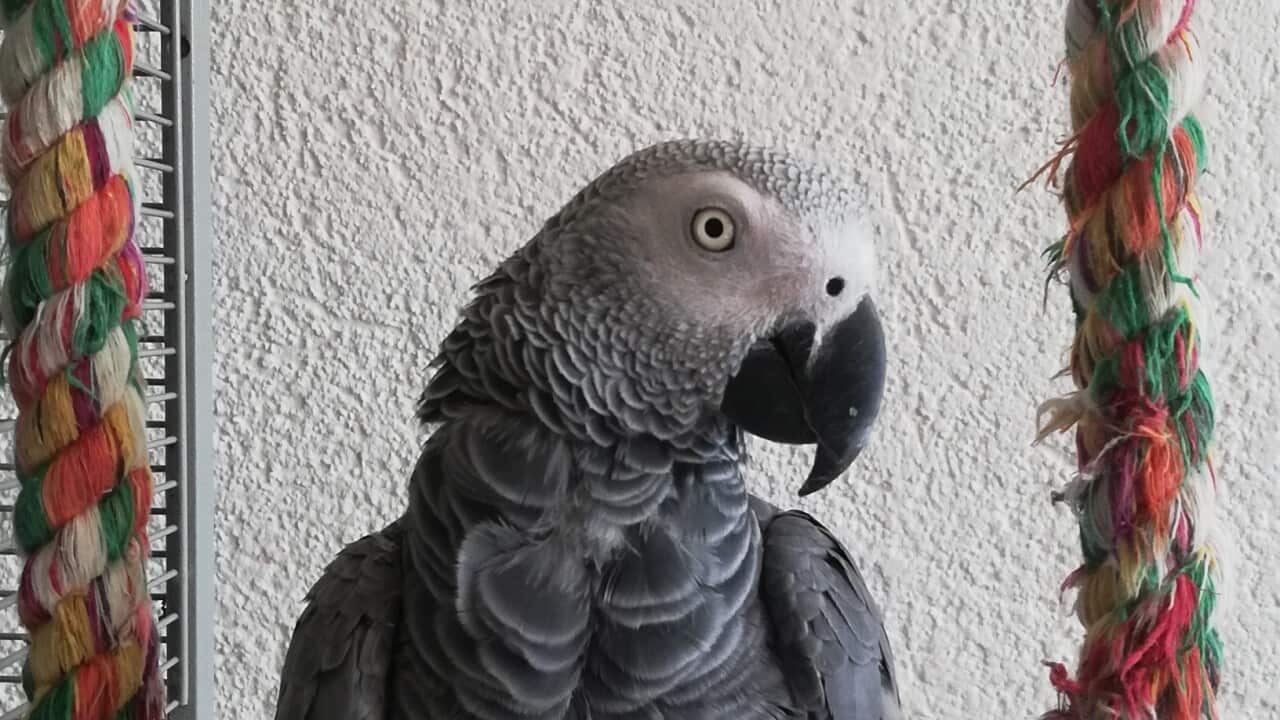 Parrot Kaja talks back