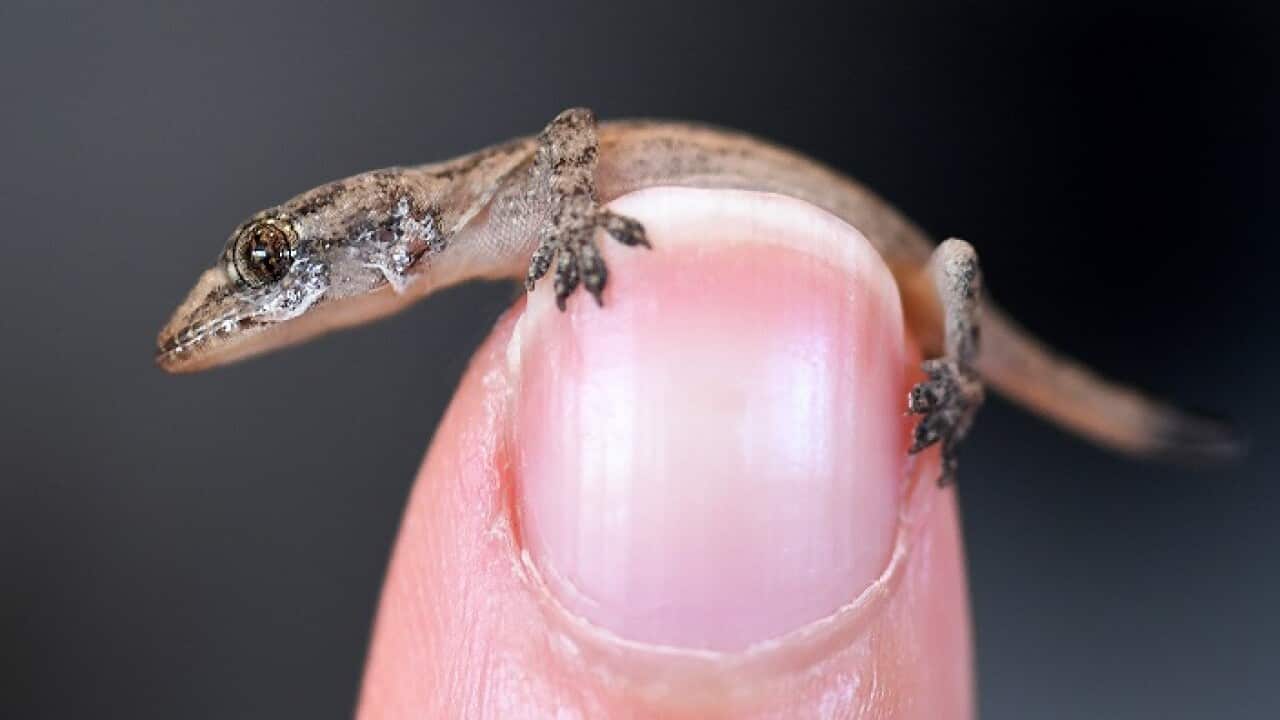 A baby house Gecko is seen sitting on a finger on the Gold Coast, Saturday, May 6, 2017. (AAP Image/Dave Hunt) NO ARCHIVING
