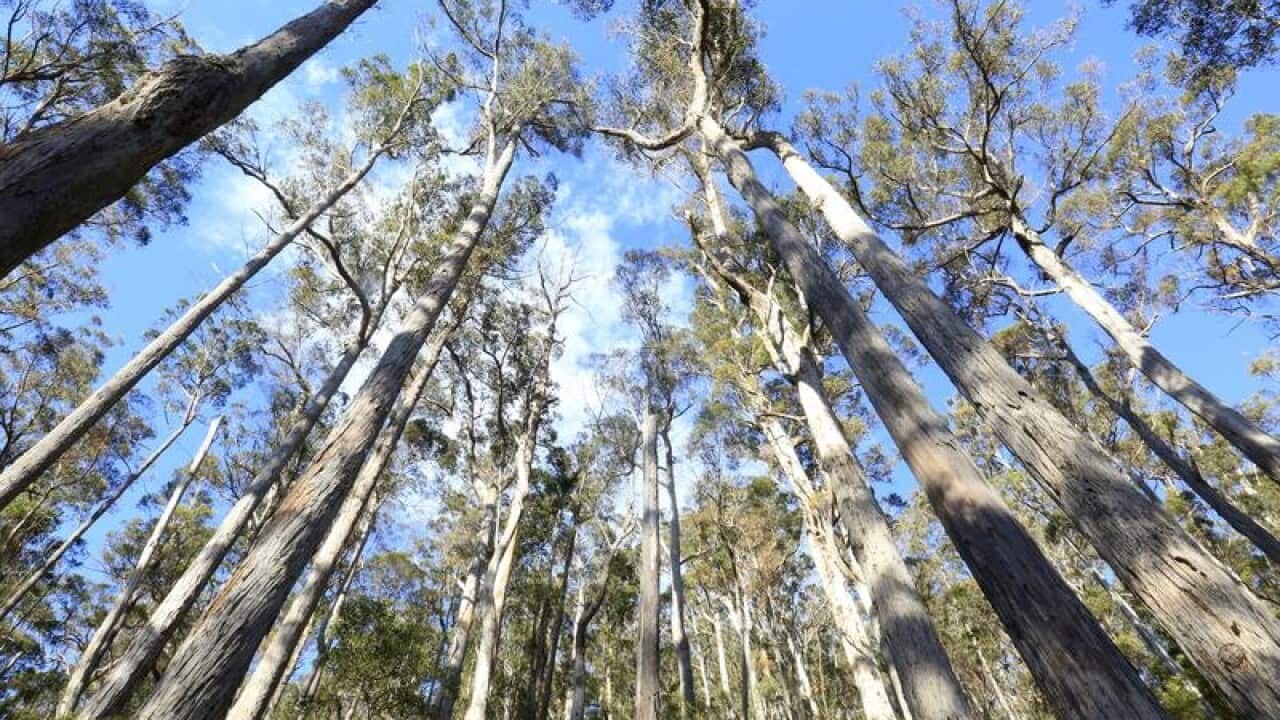 Tall white gums grow upwards in northern Tasmania.