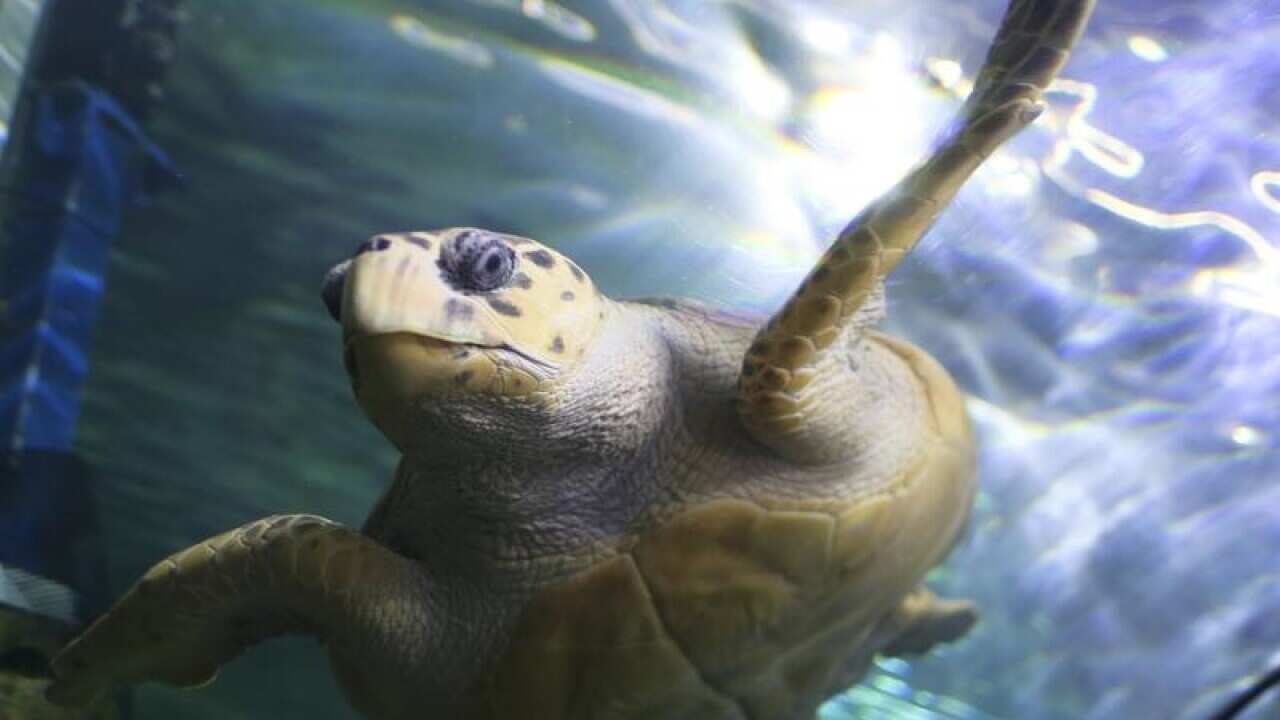 A sea turtle at Sydney Aquarium.