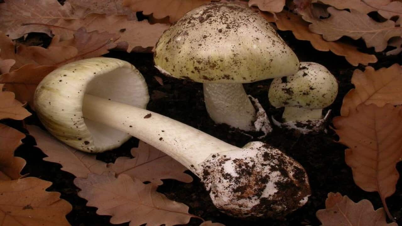 A file image of death cap mushrooms.