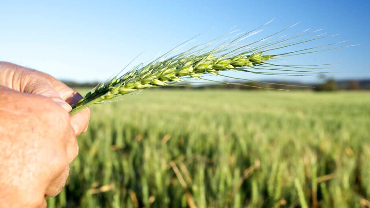 A GrainCorp wheat crop