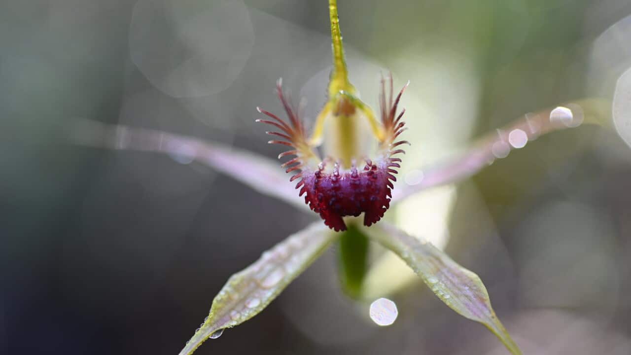 photograph of a flower up close