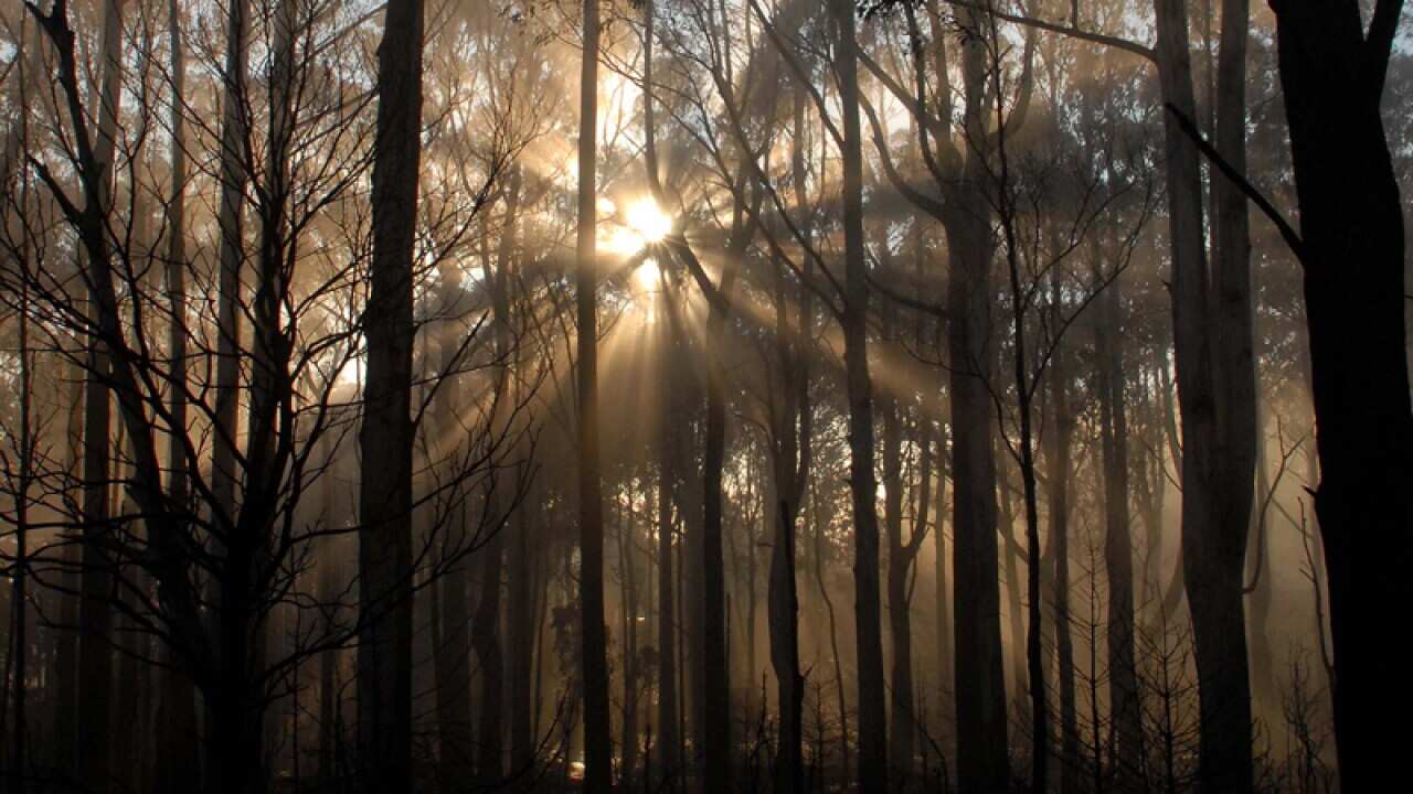 Burnt trees near Kinglake, Victoria