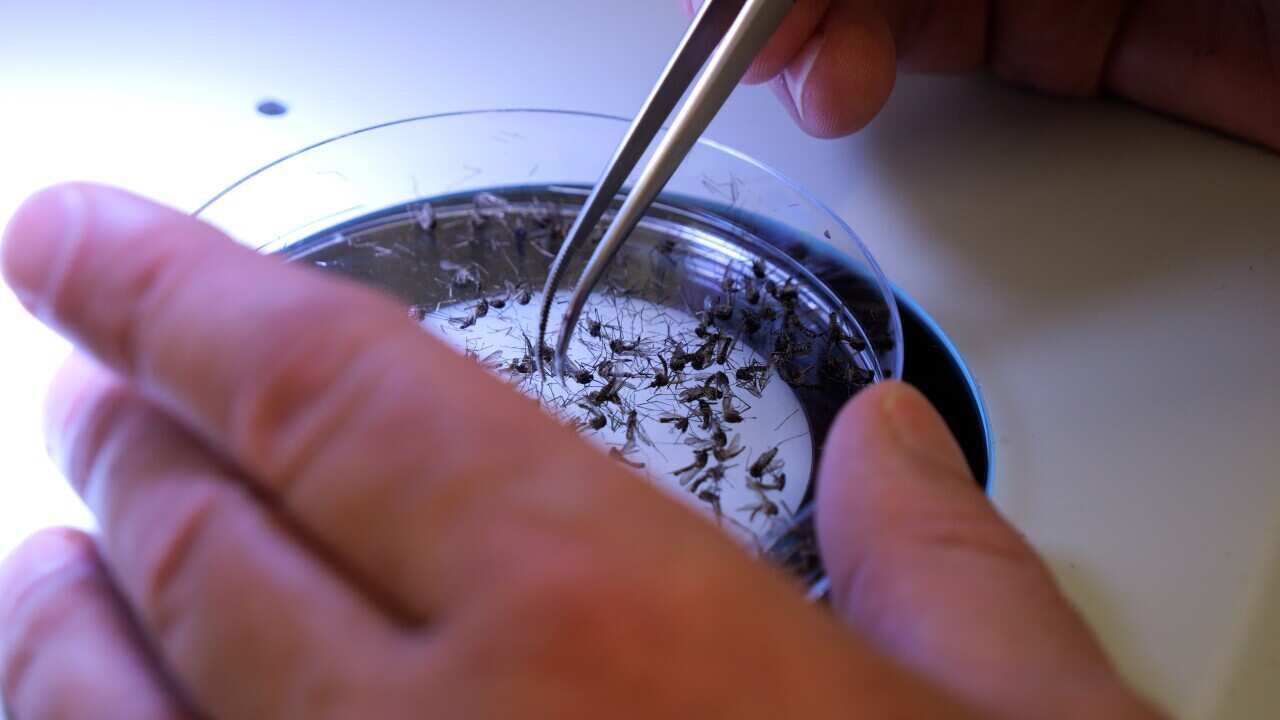 JAPANESE ENCEPHALITIS