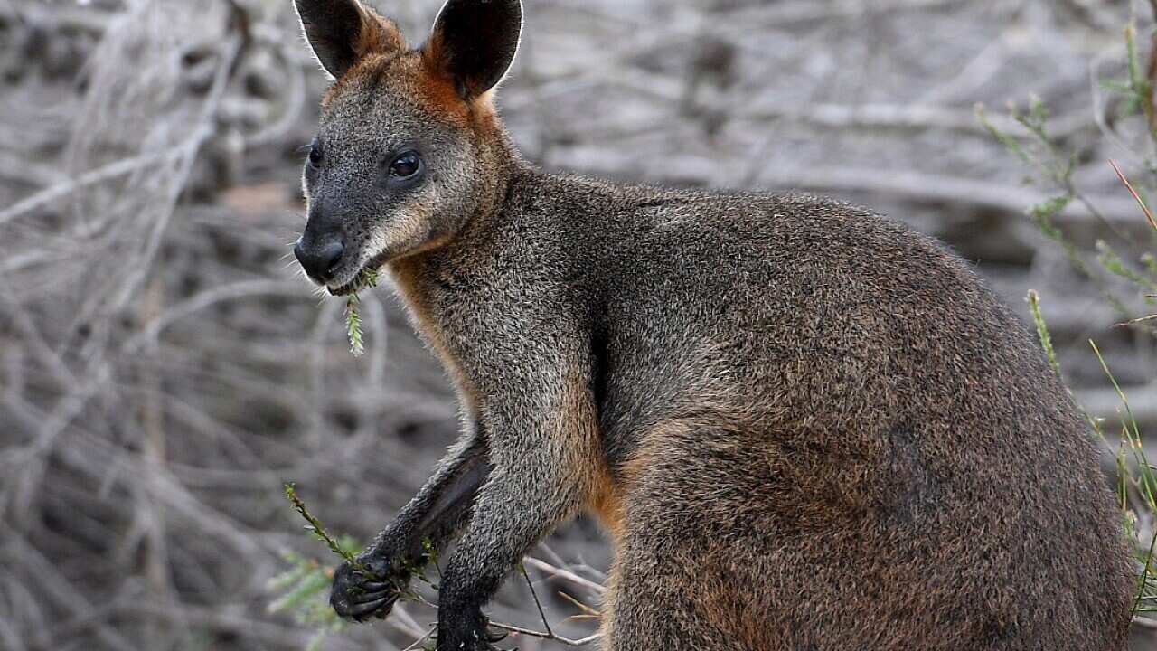 The wallaby who crossed the Sydney Harbour Bridge has been released back into the wild.