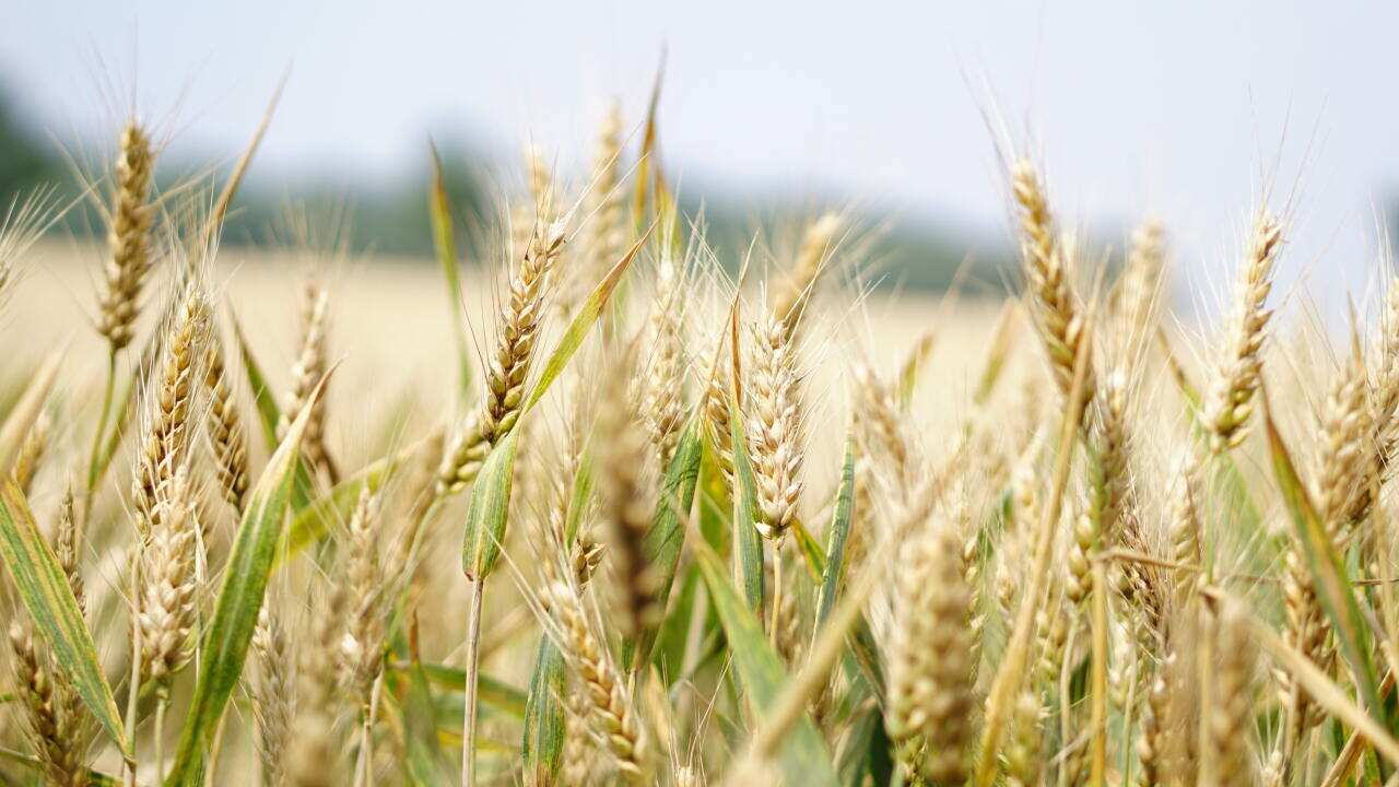 Pšenica Wheat Croatia Hrvatska