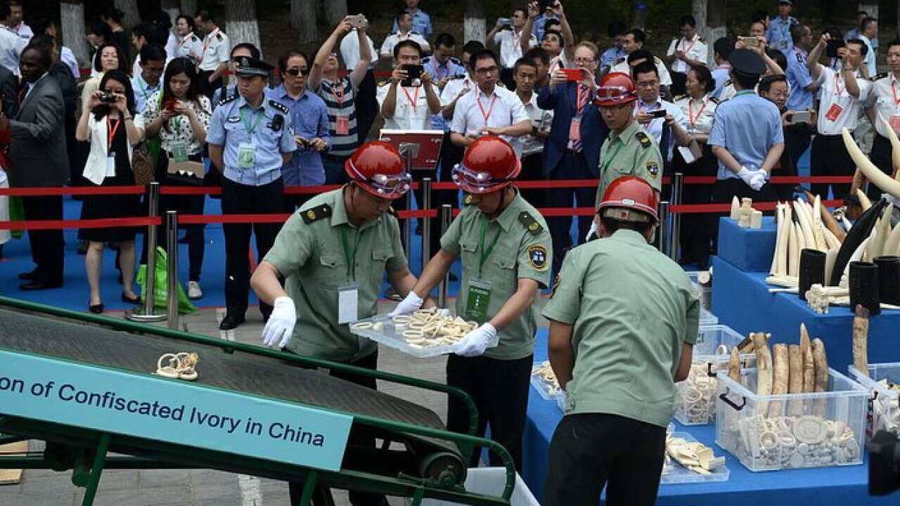 Illegal Ivory Publicly Destroyed In China