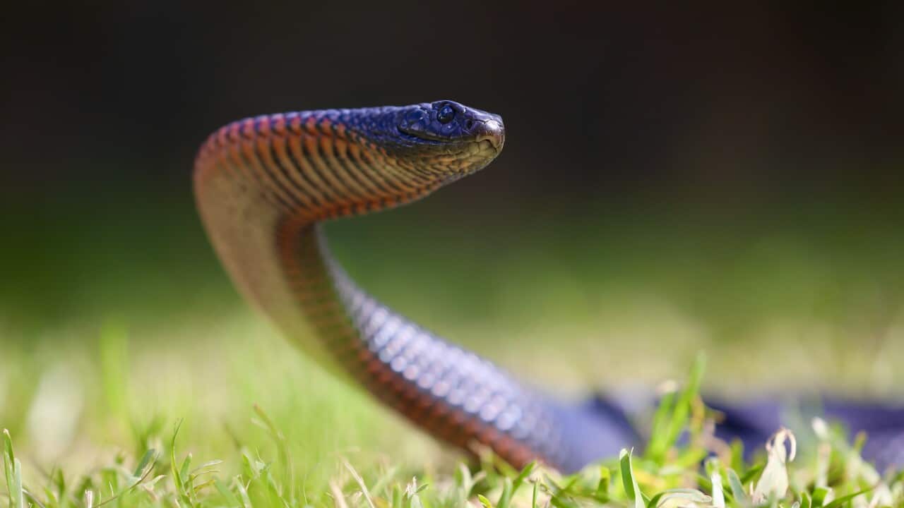 Serpientes despiertan en la primavera