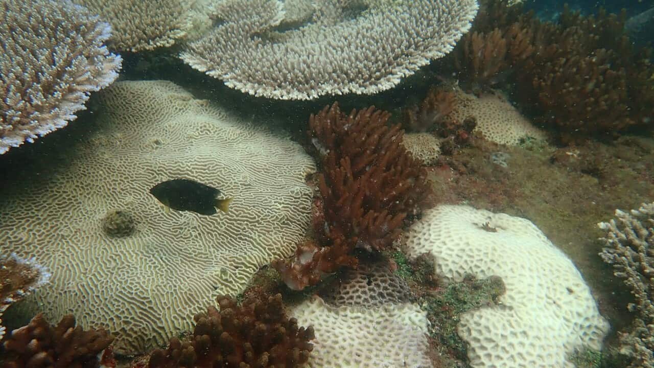 CORAL BLEACHING GREAT BARRIER REEF