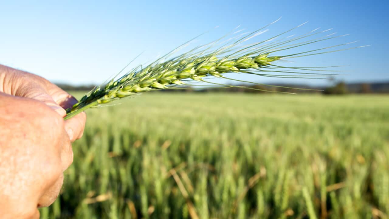 A GrainCorp wheat crop