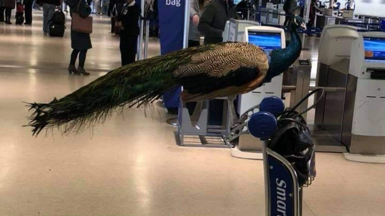 A peacock was denied entry onto a flight.