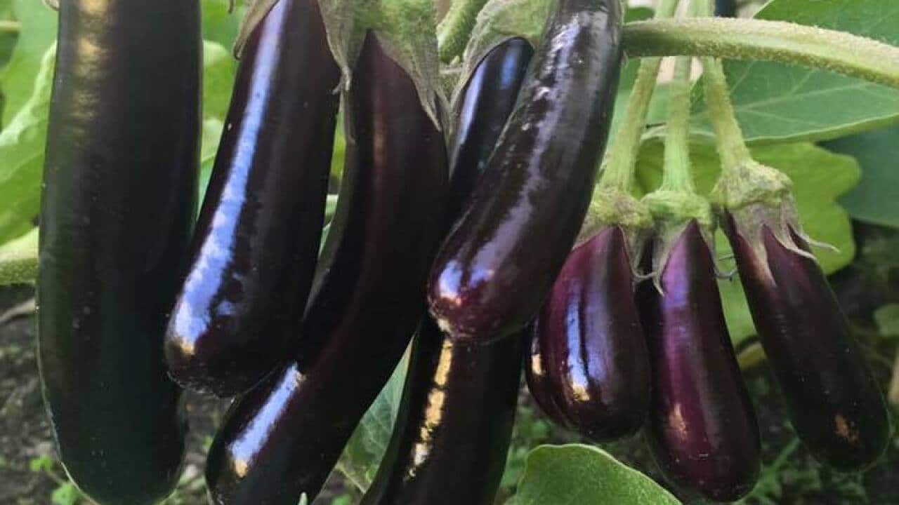 Eggplant from Ruth Bungay-Roxas' garden