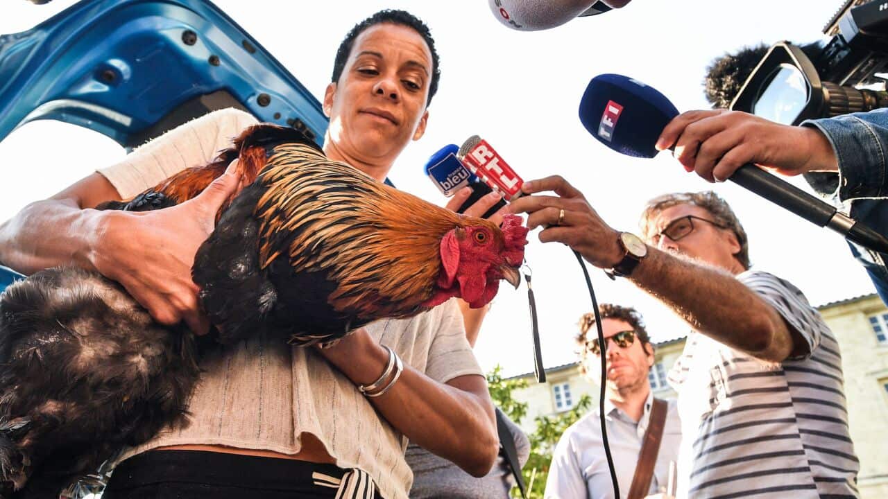 A woman holding a rooster in her arms talks to the press in Rochefort, western France, on July 4, 2019 .