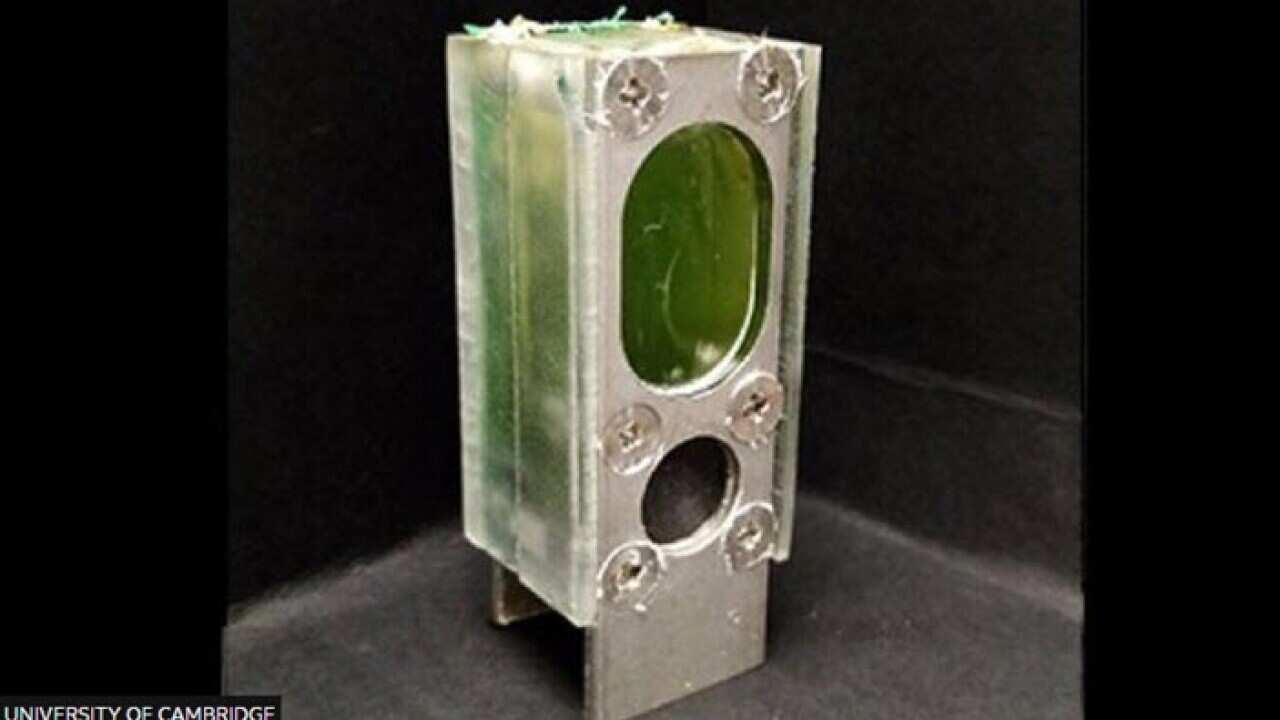 The algae harvests energy from the sun through photosynthesis which generates an electrical current