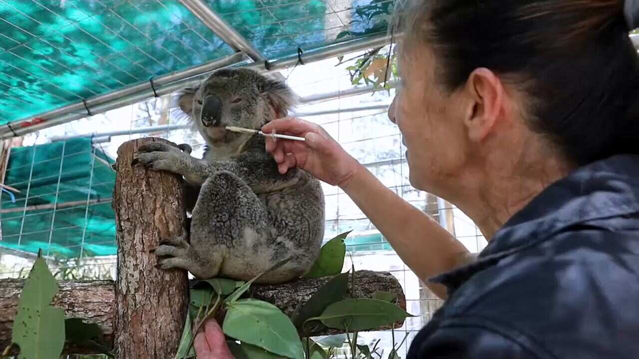Helping endangered koalas