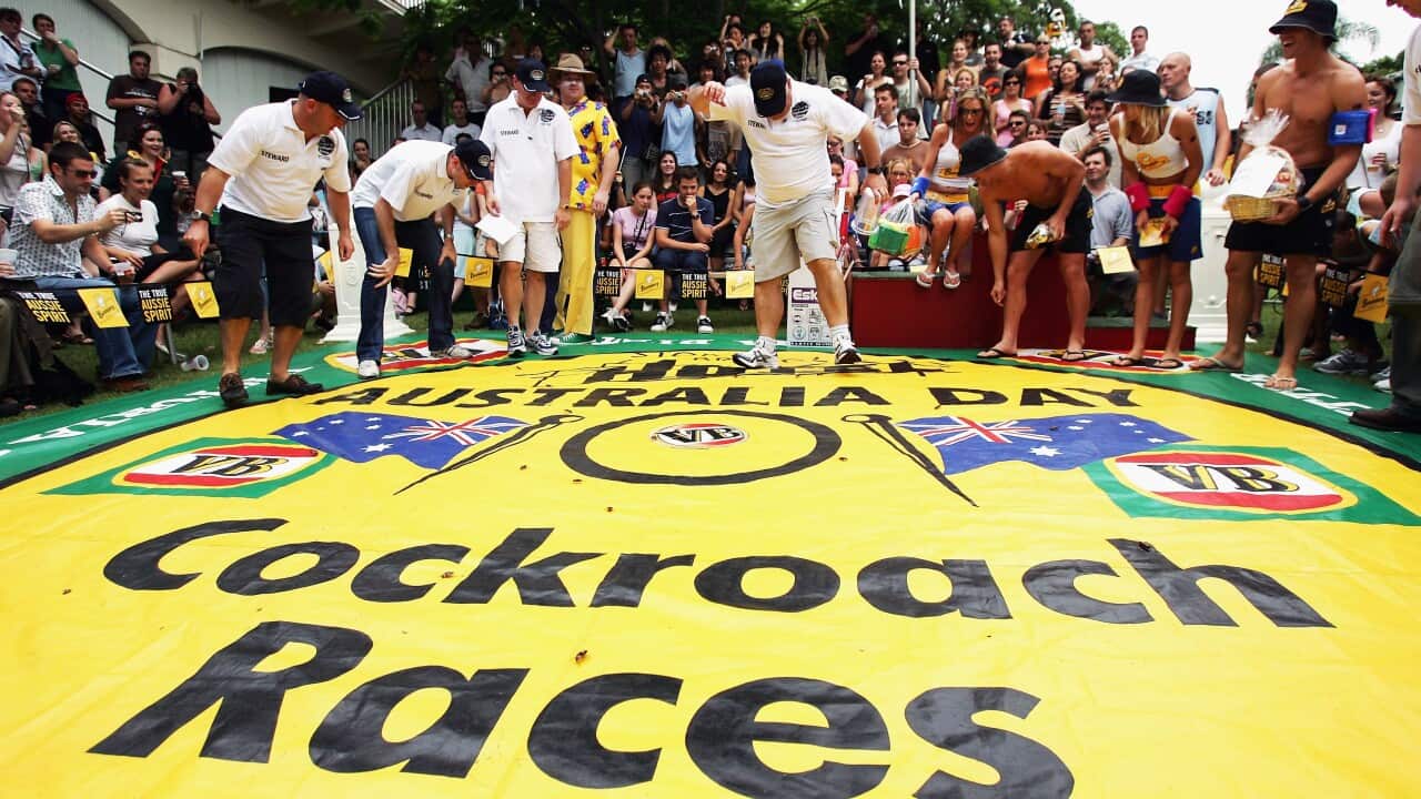 Australia Day Feature - Cockroach Racing