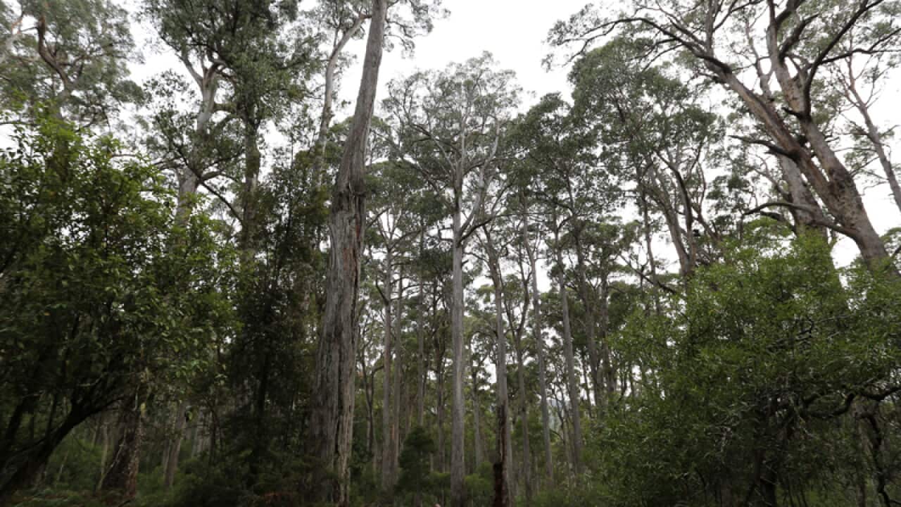 World Heritage forest in Mt Field National Park, Tasmania