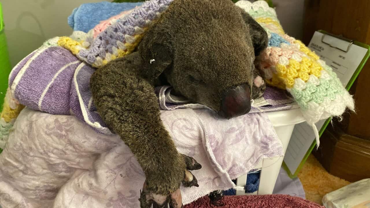 A burns patient at Taree Koala Hospital (SBS)