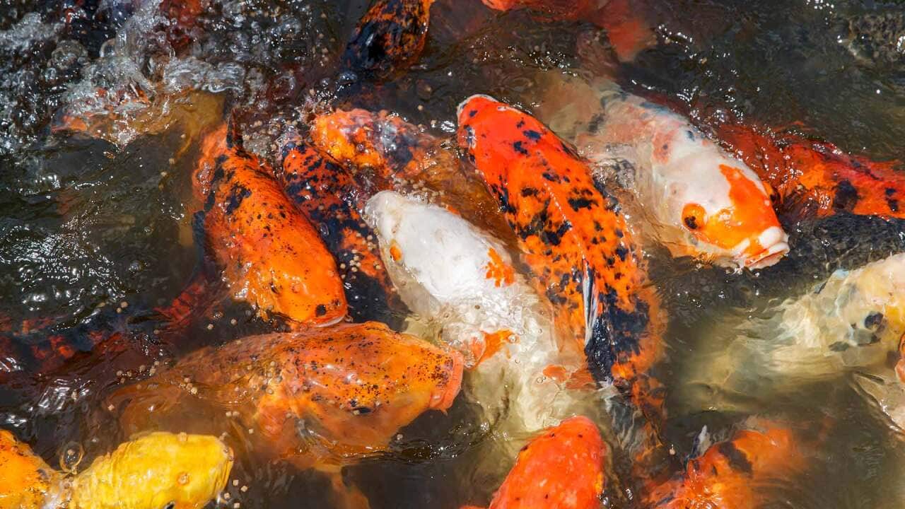 Image for read more article ''