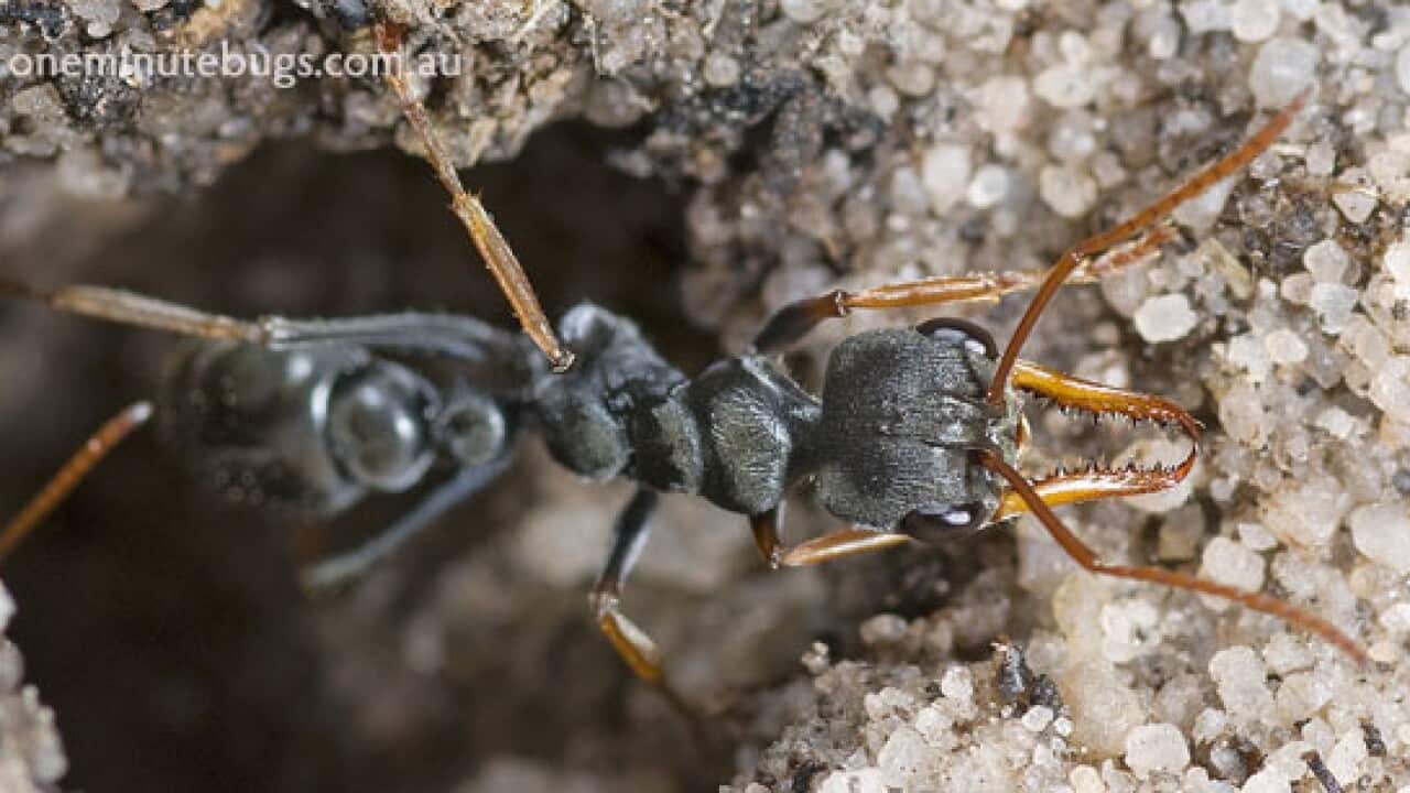 A Jack Jumper ant.