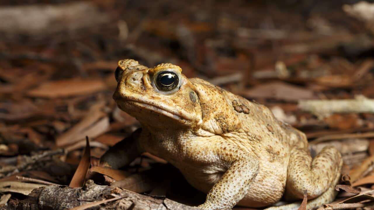 Introduced Cane Toad (Rhinella marinus) at night near Enoggera Reservoir, Queensland, Australia. (Photo by Joshua Prieto / SOPA Images/Sipa USA)
