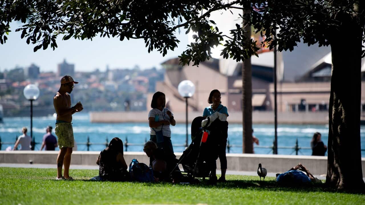 A group of people take shelter under a tree near the Opera House with water in the background.