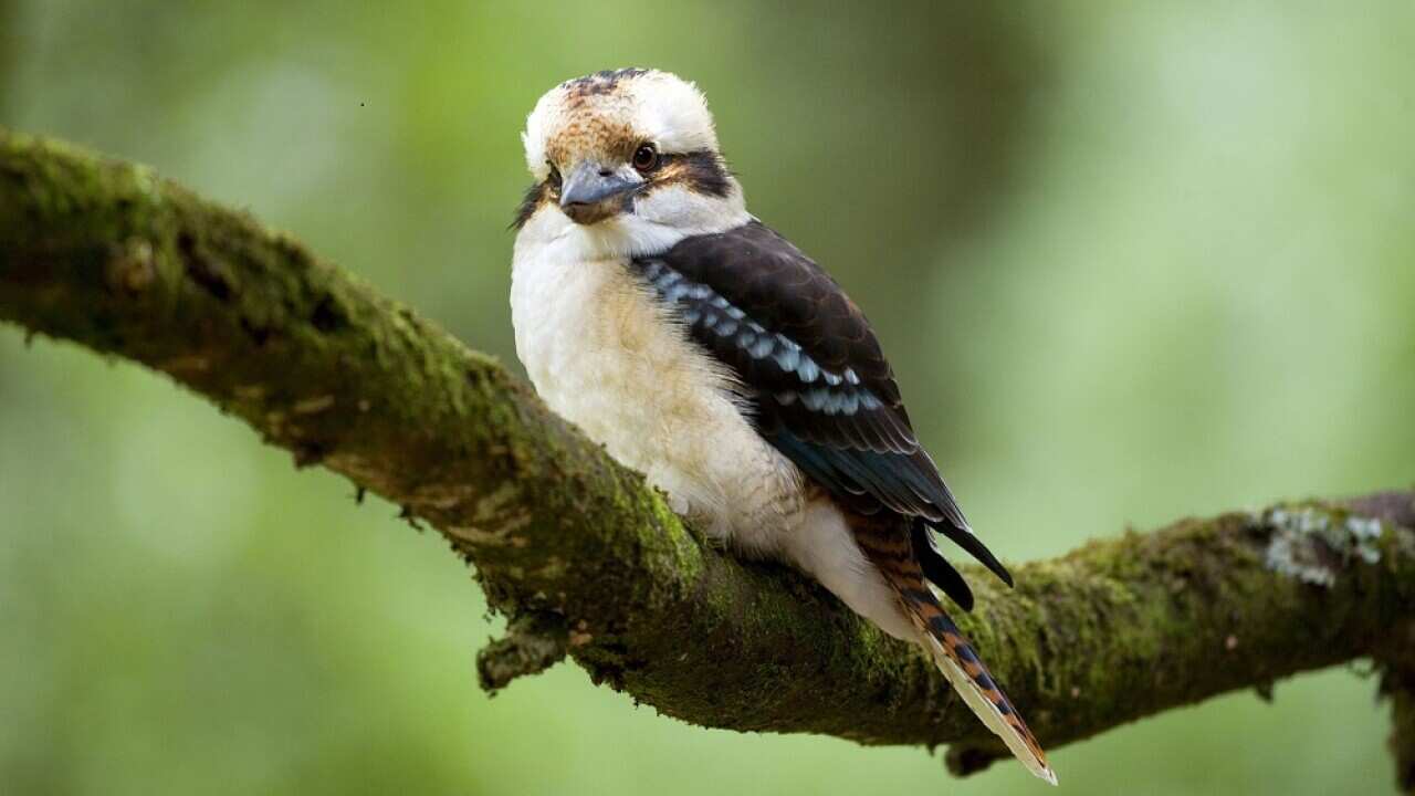 Laughing Kookaburra