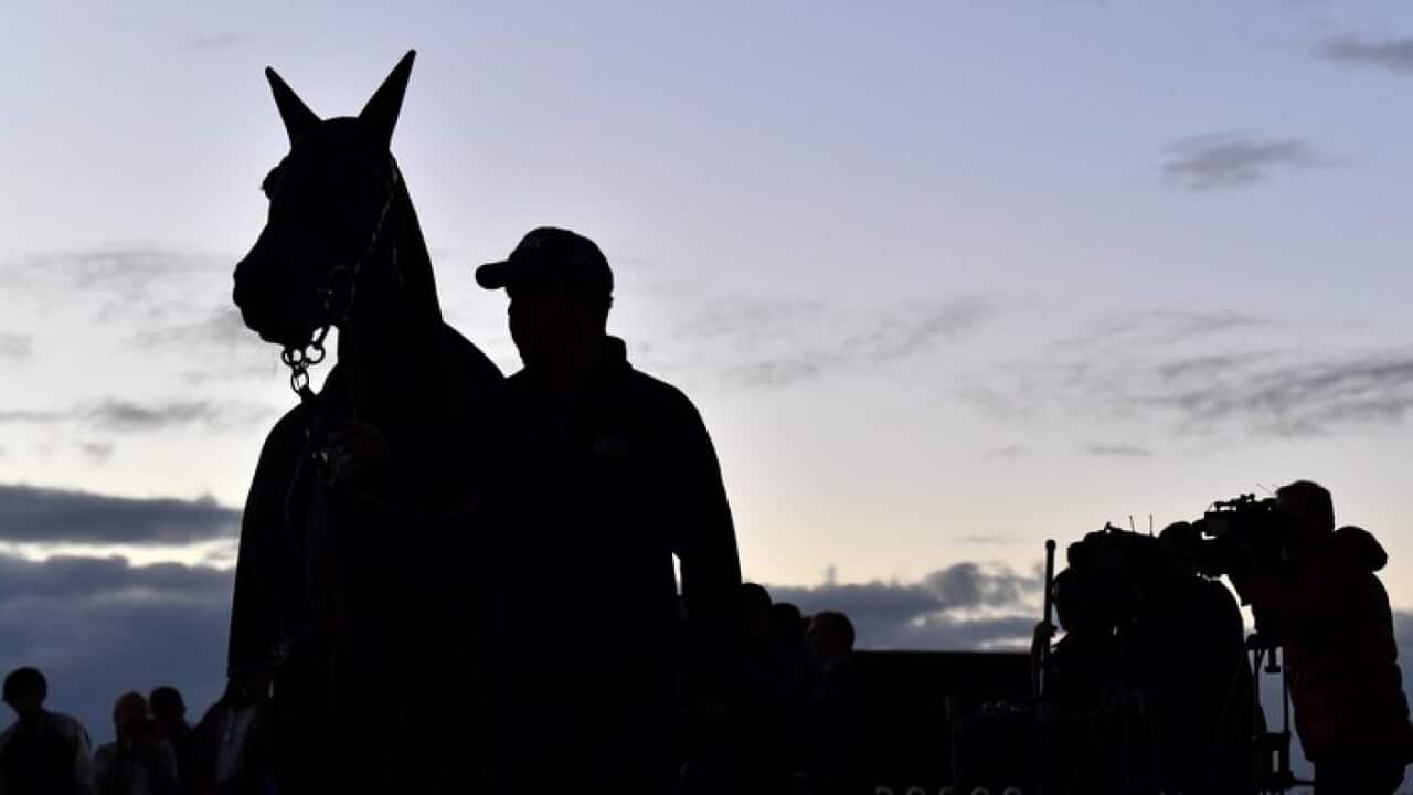 Champion racehorse Winx after a final track gallop at Rosehill Gardens in Sydney