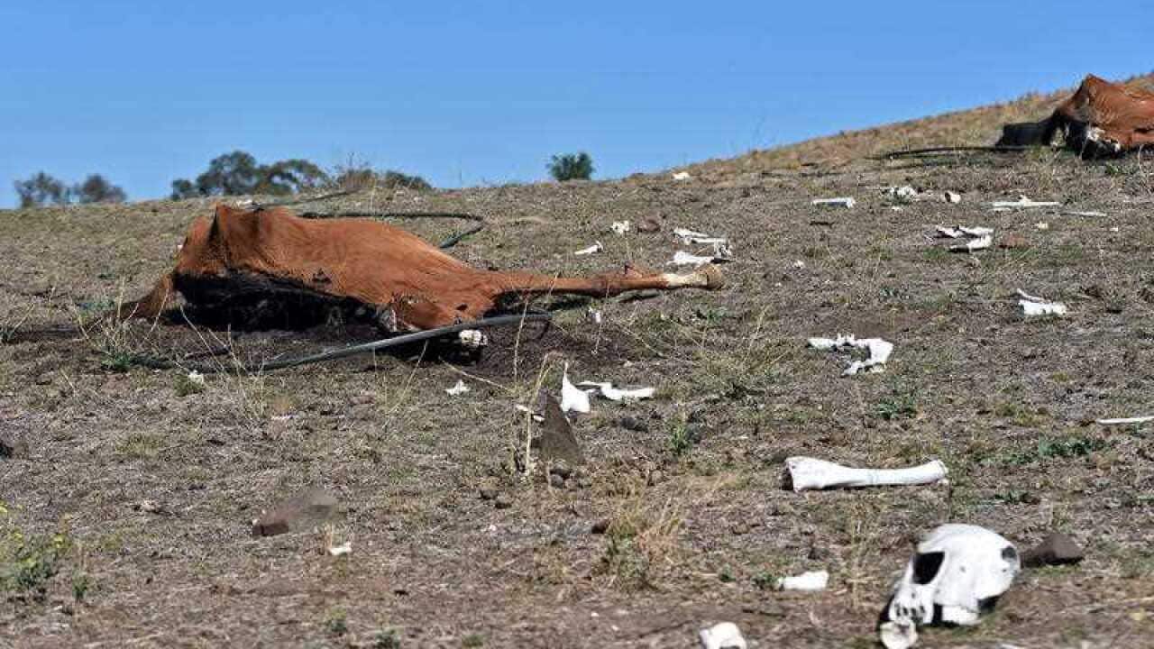 Decaying horse corpses and bones are seen in a paddock at a property in Bulla north of Melbourne.