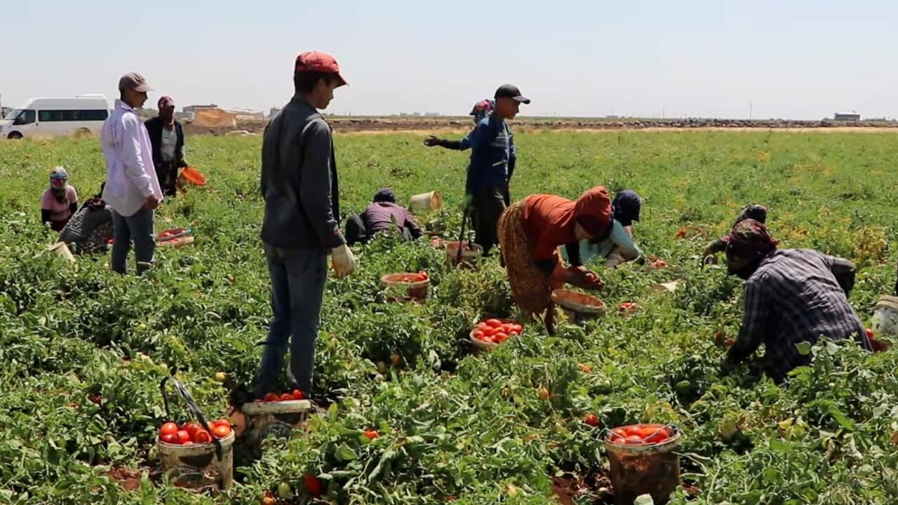 Tomato farmers Diyarbakir 1.jpeg