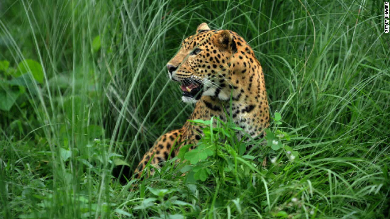 Nepali Leopard