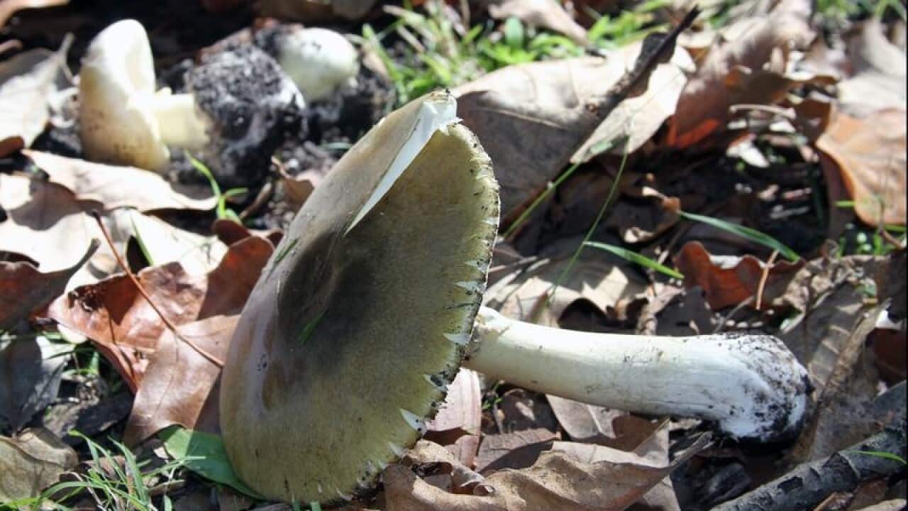 a deathcap mushroom