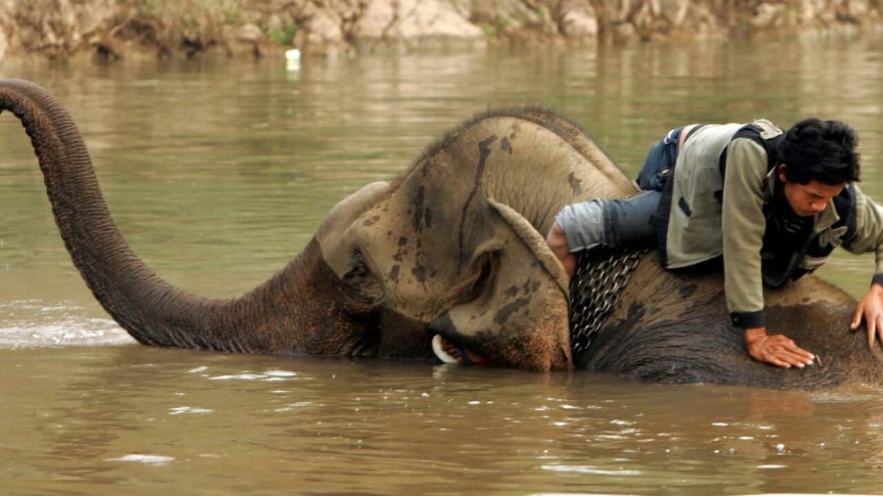 A Lao mahout gives his elephant a bath in a small river (AAP Image - AP Photo - David Longstreath - FILE