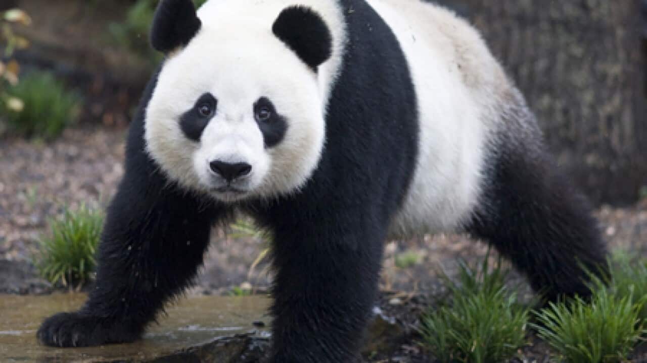 pandas_adelaide_b_120110_aap_451984349