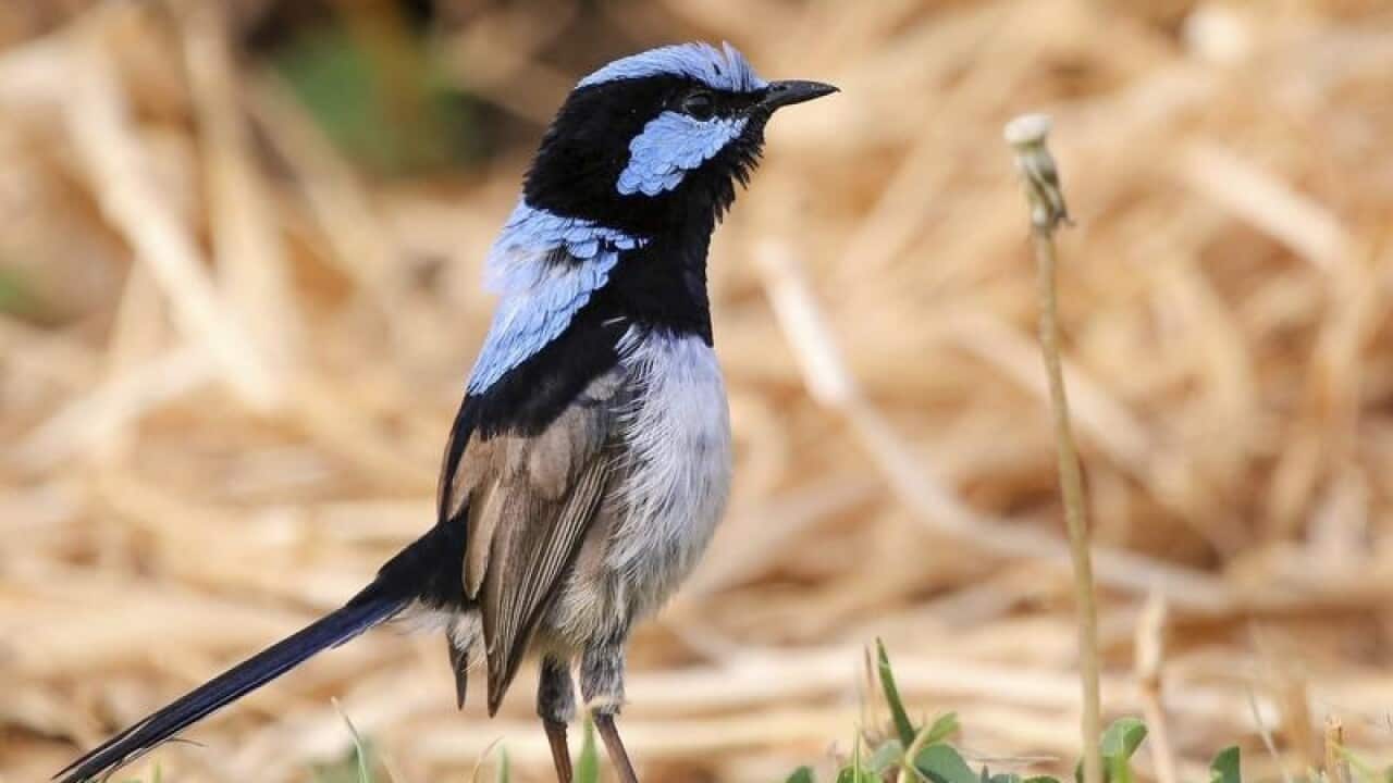 The Australian songbird called the fairy wren