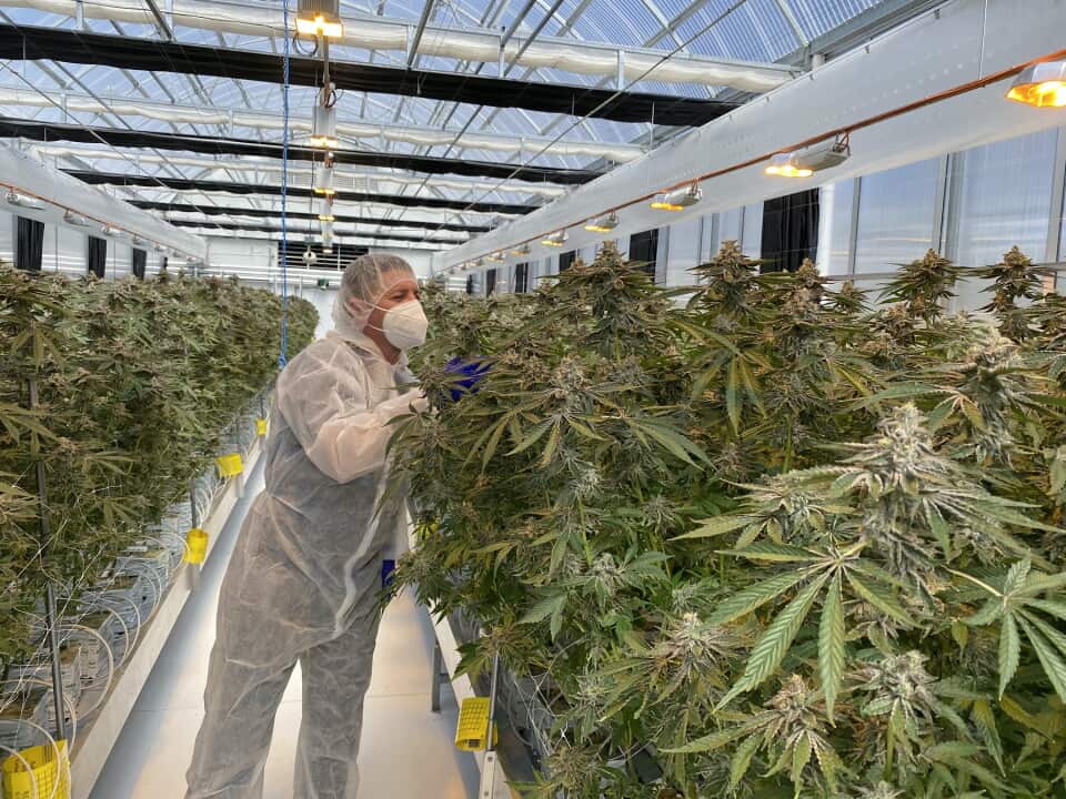 MEDICAL CANNABIS AUSTRALIA