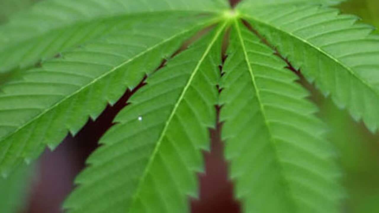 cannabis_plant_0203_B_getty_757347