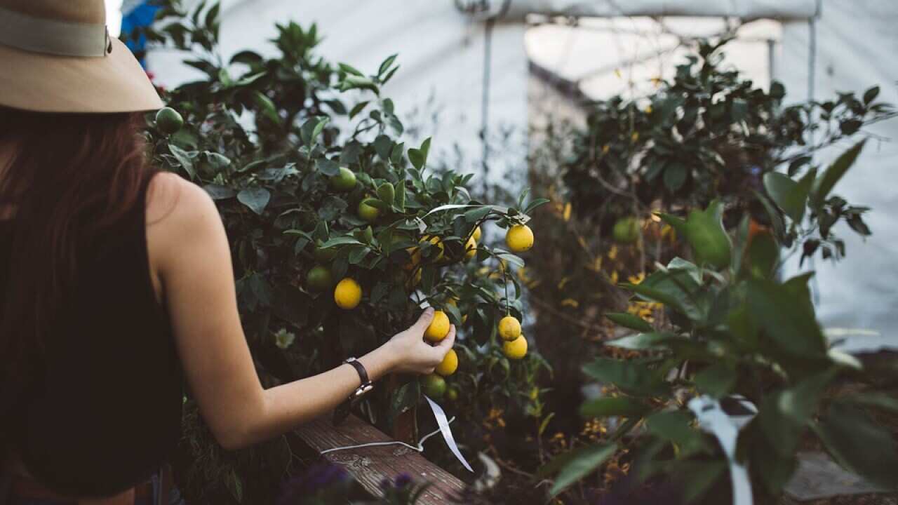 woman pitching a lemon