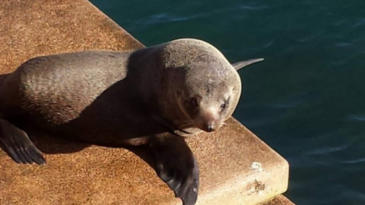 New Zealand fur seal at the Sydney Opera House.