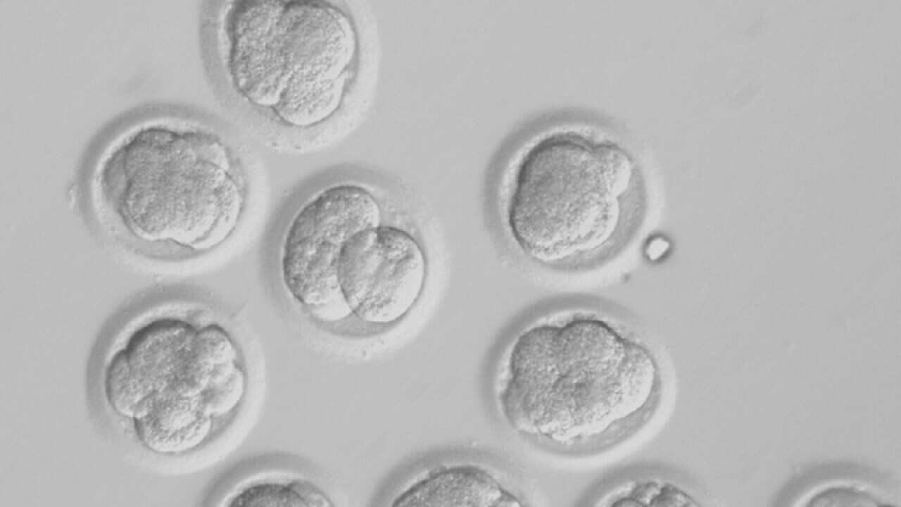 Developing cloned human embryos