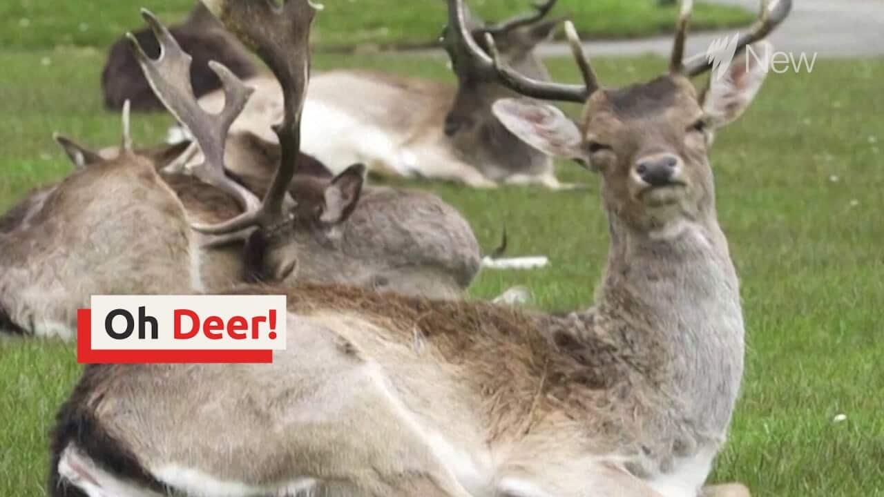 Wild deer walk East London streets