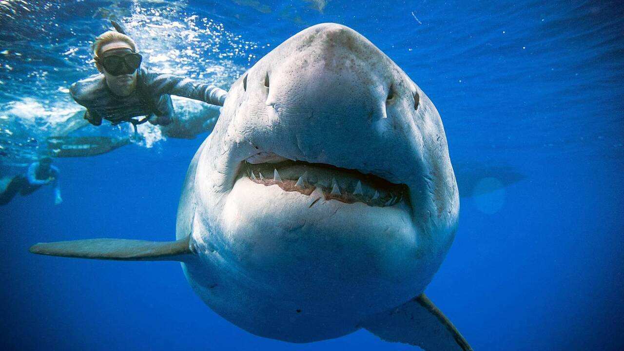 The great white shark is believed to be around 50 years old.