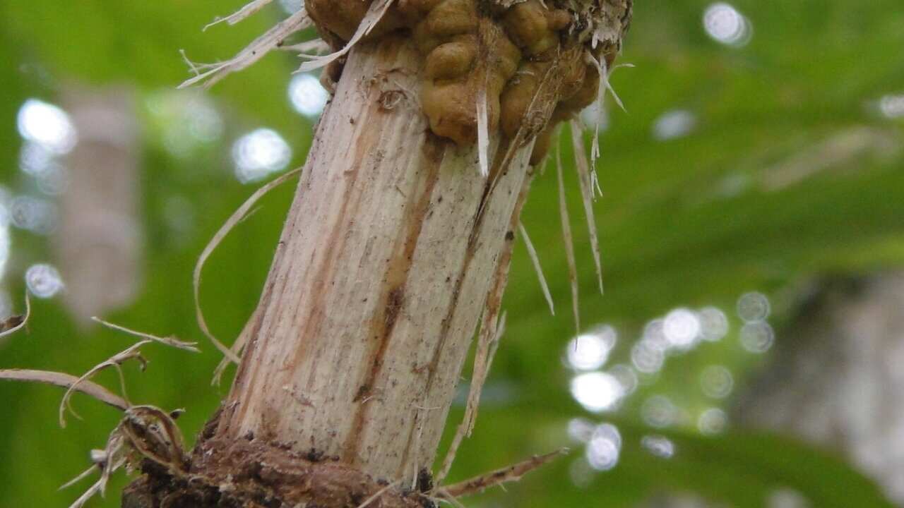 空中壓條法